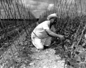 Bean field at Whitney Farms - Homestead, Florida