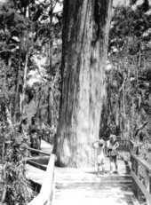 Family viewing a member of the largest bald cypress forest in North America at Corkscrew Swamp - Collier County, Florida.