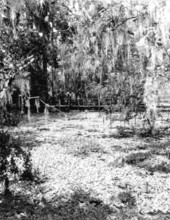 Visitors on footbridge overlooking the lettuce pond - Collier County, Florida.
