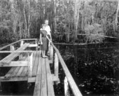 Helen Crosson and Stanley Wallace view the cypress swamp - Sebring, Florida .