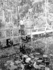 Helen Crosson and Stanley Wallace view the cypress swamp - Sebring, Florida .