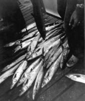 Several kingfish - Riviera Beach, Florida.