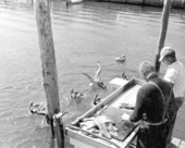Pelicans feeding in Riviera Beach