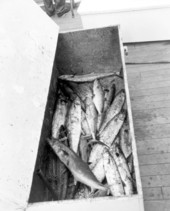 Several kingfish thrashing around in a box - West Palm Beach, Florida.