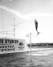 Dolphin performing a trick - Marineland, Florida