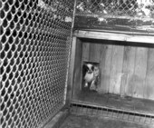 Little girl in dog house with dog - Chiefland, Florida