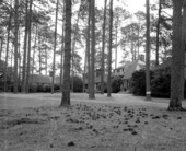 Several pine trees on the grounds of Oaklawn Plantation - Tallahassee, Florida.