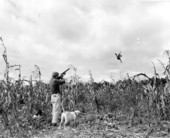 Bob Lauder shooting a pheasant in the corn field - Leon County, Florida
