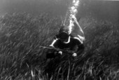 Spear fishing for trash fish - Wakulla Springs, Florida