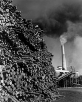 Pulpwood piled up outside the Buckeye Cellulose plant - Foley, Florida.