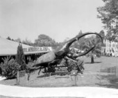 May Museum of Tropical Insects.