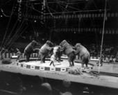 Performing elephants in Ringling Brothers Barnum and Bailey Circus