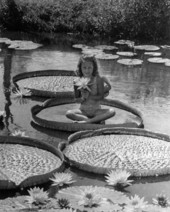 Young girl sitting on a giant lily pad at Slocum Water Gardens - Winter Haven, Florida.