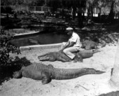 African American man sitting on an alligator