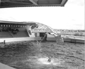Dolphin show at aquatarium - Saint Petersburg Beach, Florida.