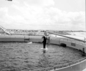 Whale show at Aquatarium - Saint Petersburg Beach, Florida.