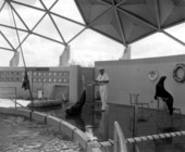 Sea lions at Aquatarium - Saint Petersburg Beach, Florida.