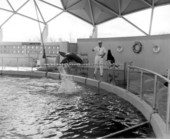 Sea lions at Aquatarium - Saint Petersburg Beach, Florida.