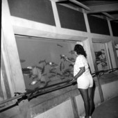 Visitor looks out the underwater window at the fish - Citrus County, Florida