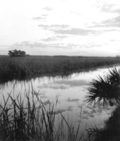 View of the landscape - Everglades, Florida
