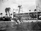 Dolphins jumping through hoops - Marineland, Florida