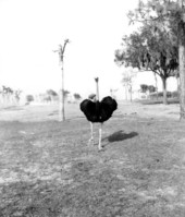 Ostrich at Busch Gardens - Tampa, Florida.