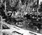 Alligator farm - St. Augustine, Florida