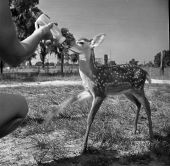 Fawn being fed from a bottle.