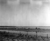 Grazing cows - Paynes Prairie, Florida