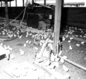 Baby broiler chickens - Mayo, Florida