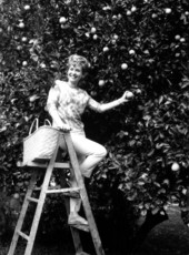 Pat Pennington on a ladder picking fruit in an orange grove - Lake Wales, Florida