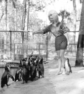 Woman feeding a group of penguins