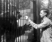 Man offering flower to gorilla at Monkey Jungle in Miami, Florida.