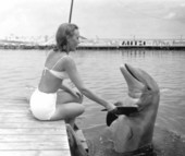 Woman shakes Flipper's flipper - Marathon, Florida.