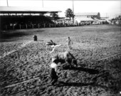 Bull riding at the rodeo - Kissimmee, Florida