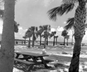 Picnic area in Tarpon Springs