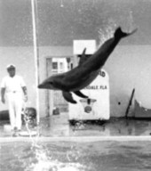 Photograph showing dolphin flipping