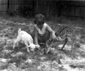 Little girl attempting to feed kid and fawn- Panama City, Florida
