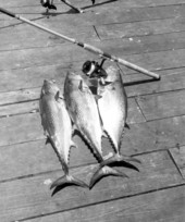 Freshly caught Cero mackerel - Navarre Beach, Florida
