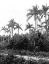 Jane's Memorial Drive - Copeland, Florida
