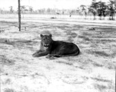 Lion at the Lion Country Safari zoo - West Palm Beach, Florida.