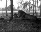 Lions at the Lion Country Safari zoo - West Palm Beach, Florida.