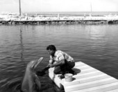Milton Santini shakes dolphin flipper during training at Santini's Porpoise School - Marathon, Florida.