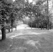 View of road in Torreya State Park - Rock Bluff, Florida.