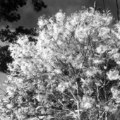Grandfather greybeard plant