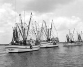 Shrimp boat Miss Nina Jo with fleet of shrimp boats - Pensacola, Florida.