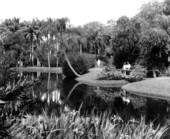 Sarasota Jungle Gardens - Sarasota, Florida.