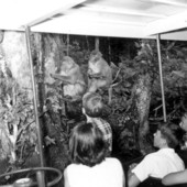 Tourists see Rhesus monkeys on a tour cruise - Ocala, Florida .
