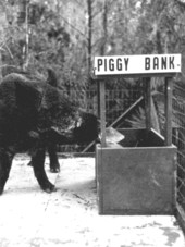 Pig at Weeki Wachee Springs - Weeki Wachee, Florida