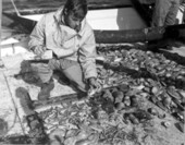 John W. Jolley, Jr. studies the clams and starfishes on the deck of the Hernan Cortez Research Vessel - Port Saint Joe, Florida.